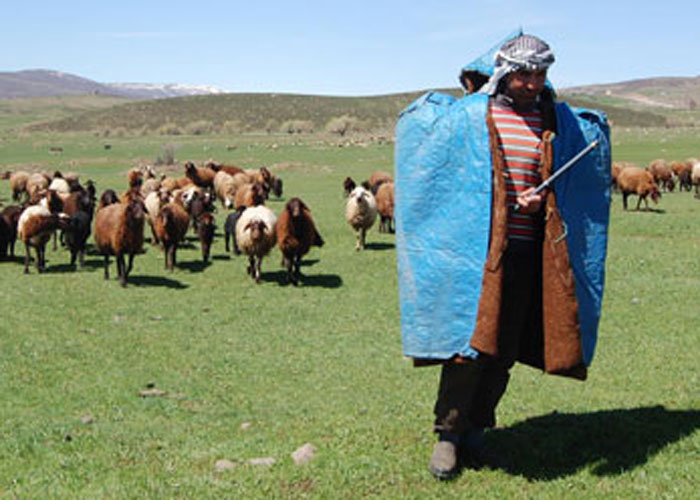 3 bin 500 Lira Maaşla Çoban Aranıyor