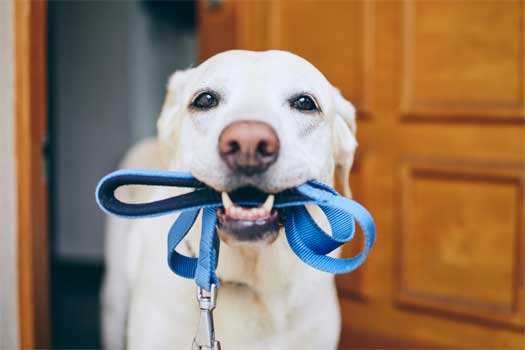 Okula Dönüş Süreci Kedi ve Köpeklerin de Rutinini Değiştiriyor Okula Dönüş Süreci Kedi ve Köpeklerin de Rutinini Değiştiriyor