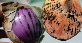 Üzerinde Küf Olan Soğan Yenilir mi? 